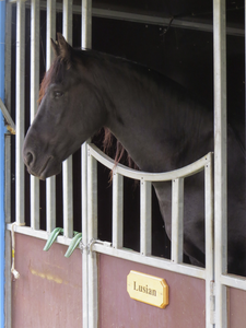 906576 Afbeelding van het zwarte paard 'Lusian' van het Circus Belly, dat de tenten opgeslagen heeft in het Grifpark te ...
